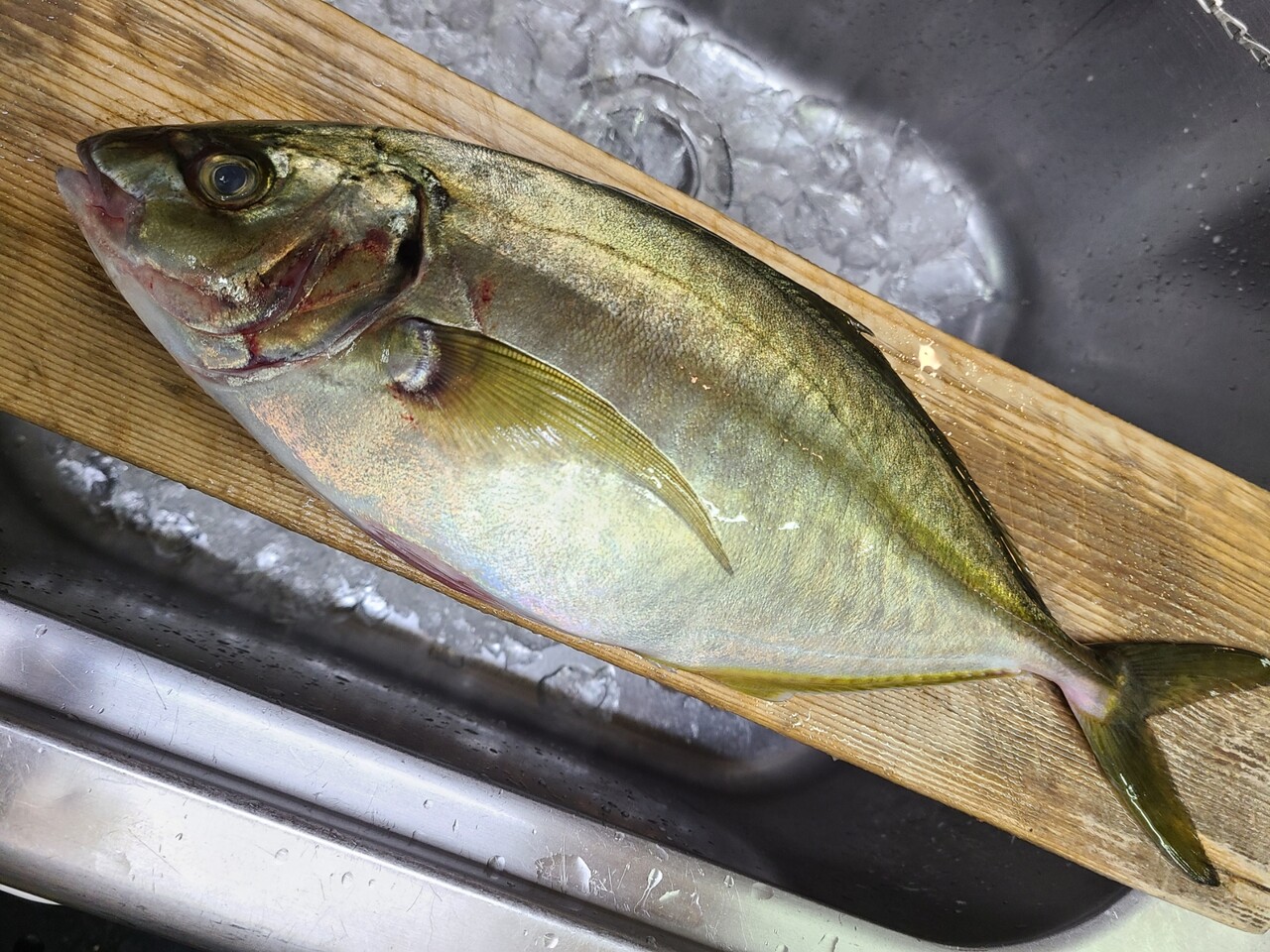 天然のシマアジ 入荷しました 暮れ六