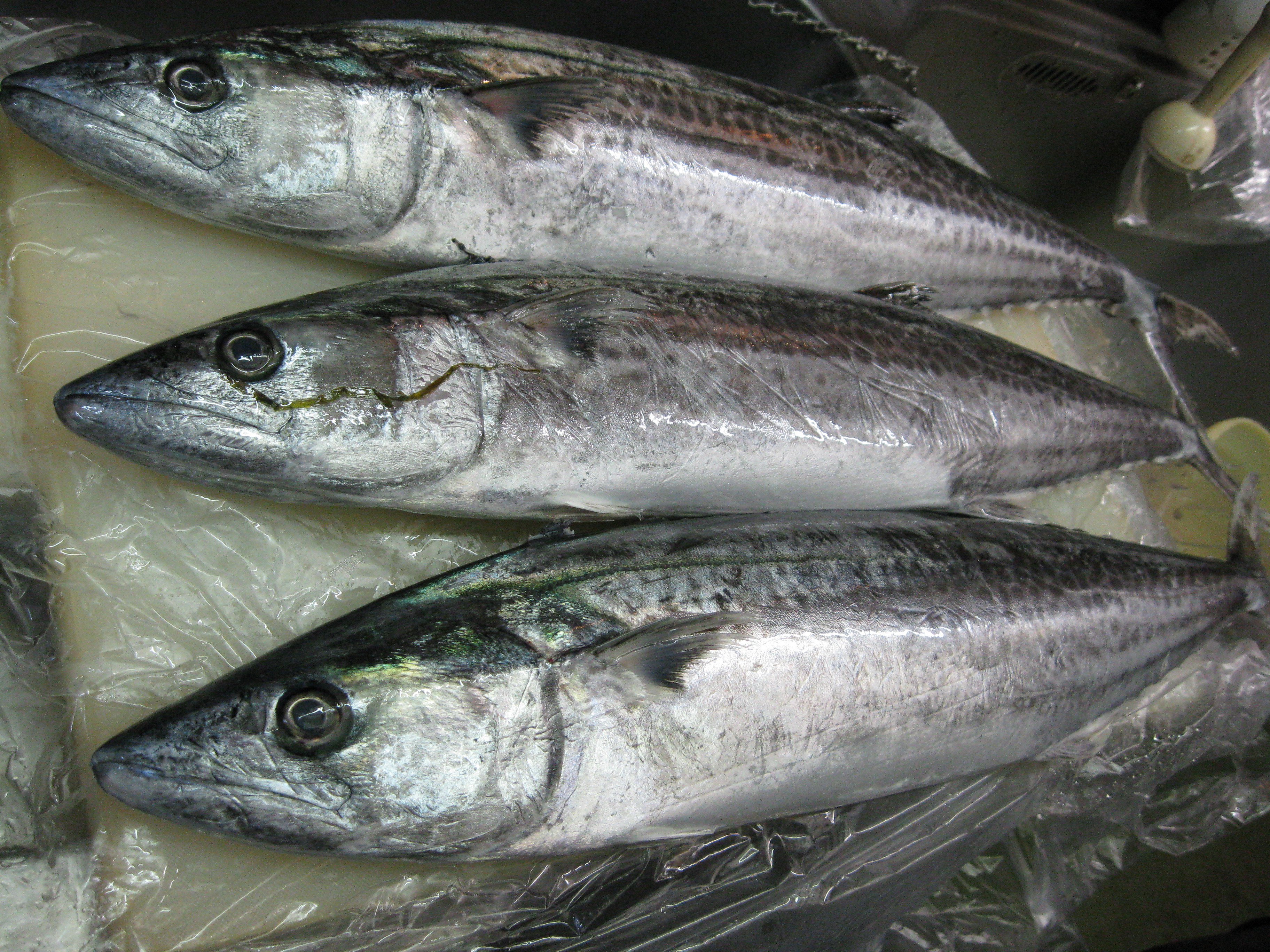 メジマグロ と サゴシ 入荷しました 暮れ六