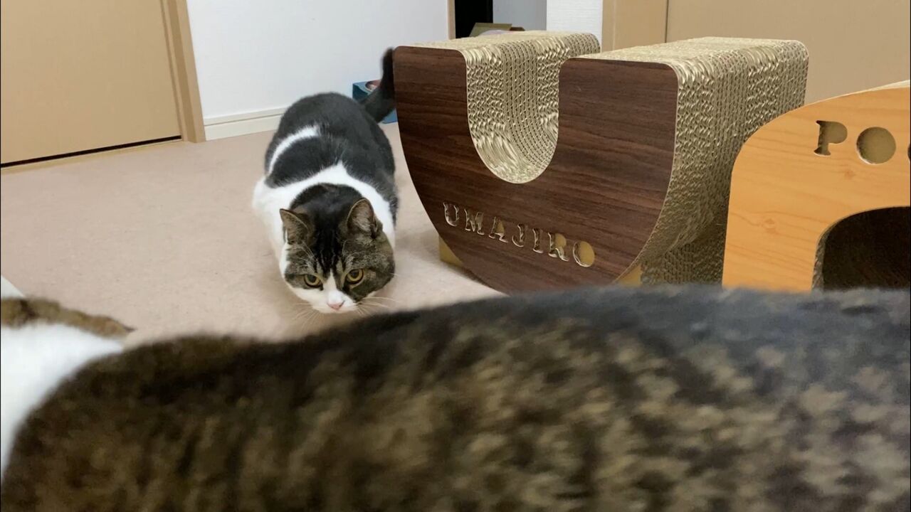 画像 猫さん 可愛い 2ch野球まとめアンテナ