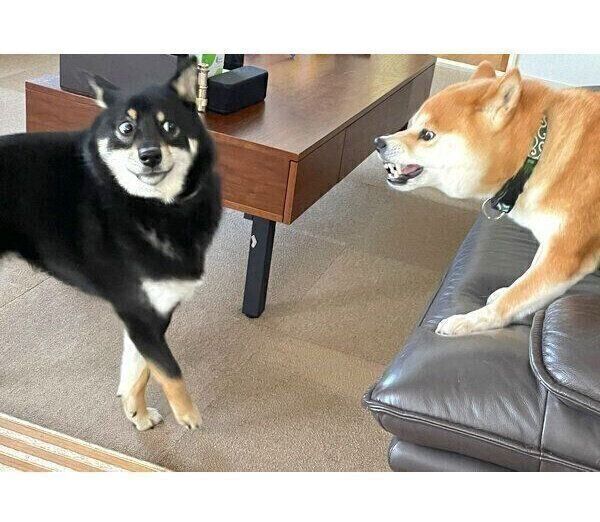 悲報 イッヌ 先輩犬に怒られる 2ch野球まとめアンテナ