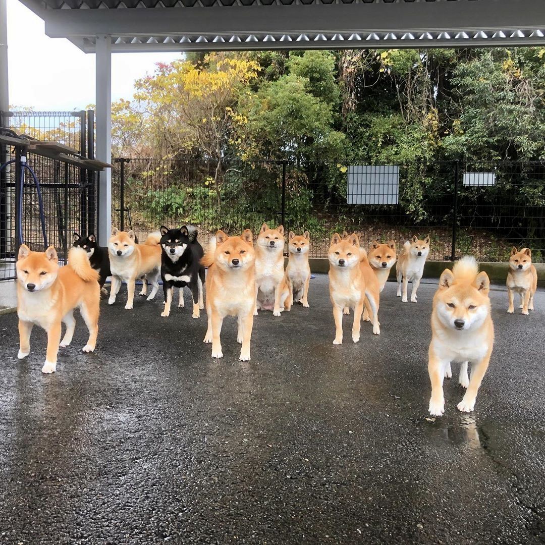 画像 犬って群れたら怖いよな 2ch野球まとめアンテナ 画像 犬って群れたら怖いよな 2ch野球まとめアンテナ