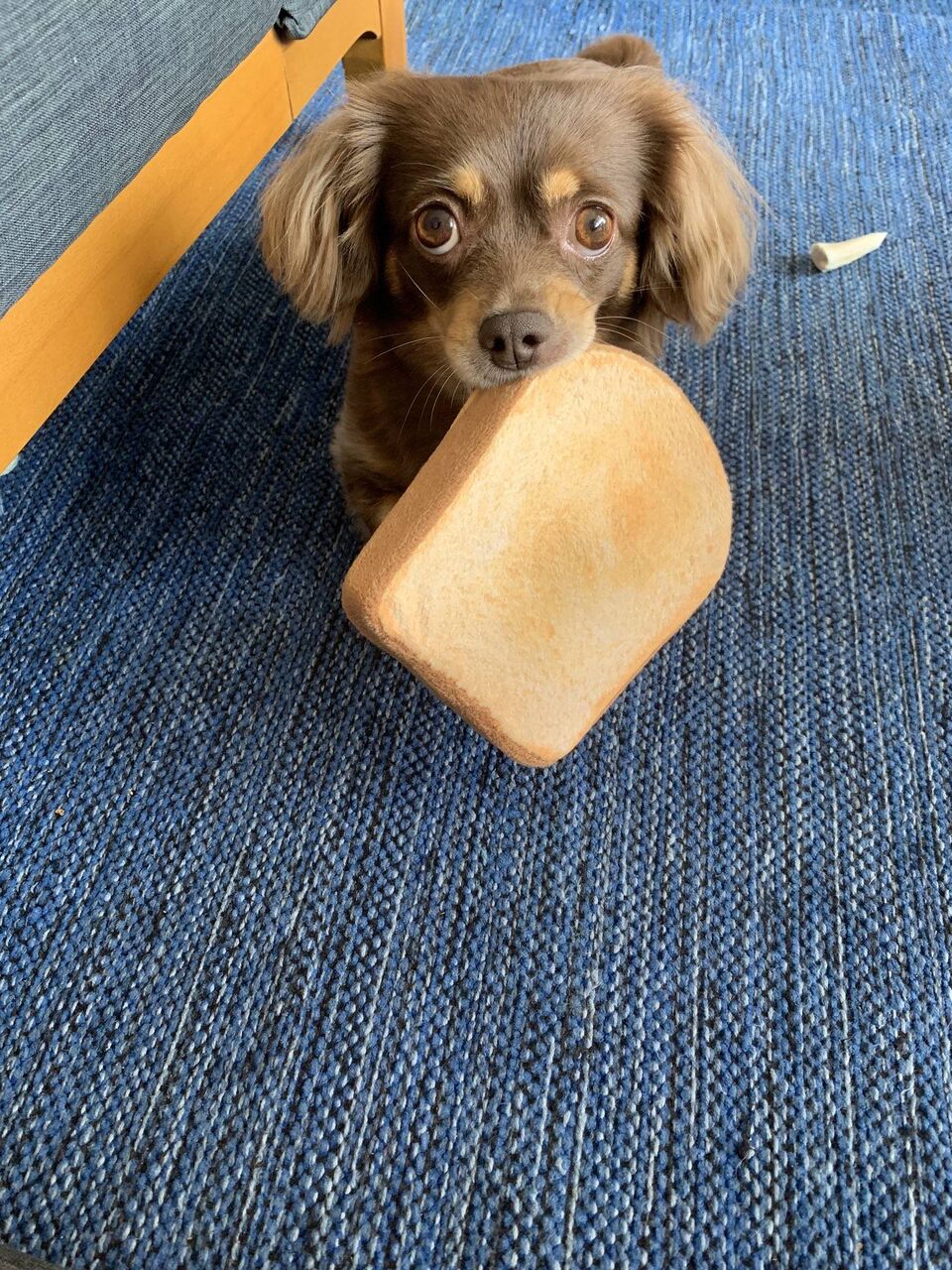 画像 大久保佳代子の犬 可愛すぎるｗｗｗｗｗｗｗｗｗ Baseball Timeline