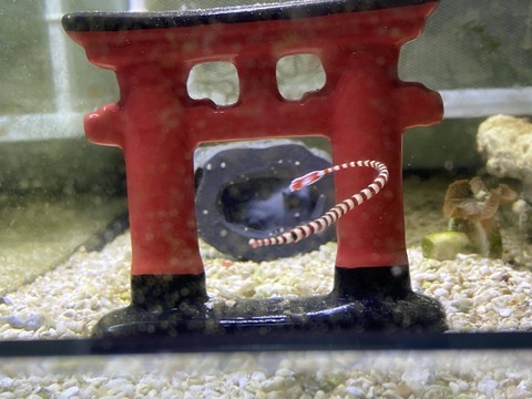 画像 僕 水棲ドラゴンを飼育してしまう 水槽 2ch野球まとめアンテナ