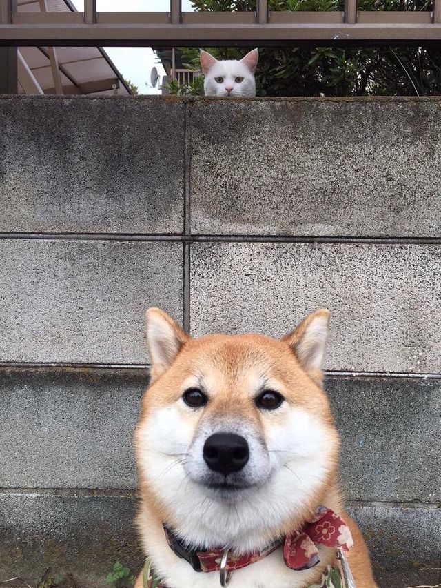 かわいいイッヌの画像を貼るスレ なんj 野球をまとめてみたよ かわいいイッヌの画像を貼るスレ なんj 野球をまとめてみたよ