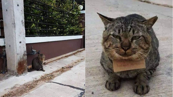 3日間失踪していた飼い猫 借金を抱えて帰宅 2ch野球まとめアンテナ
