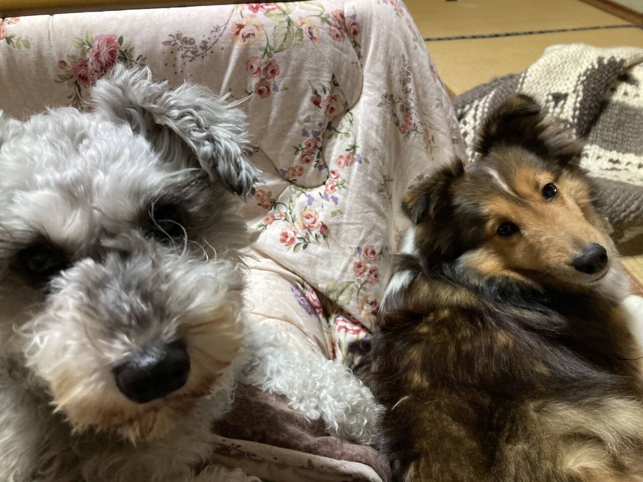 速報 ワイのイッヌ かわいい 2ch野球まとめアンテナ