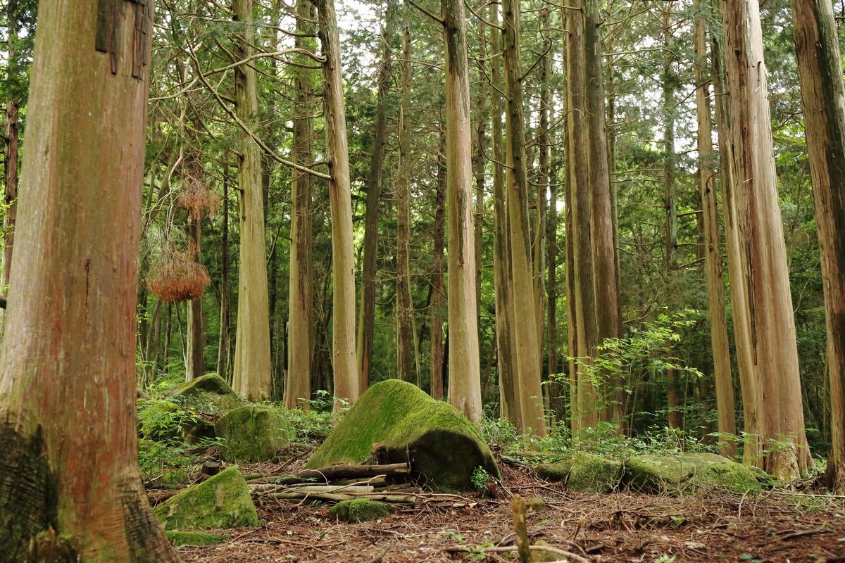 野呂山 檜林 呉鳥人 くれとりびと