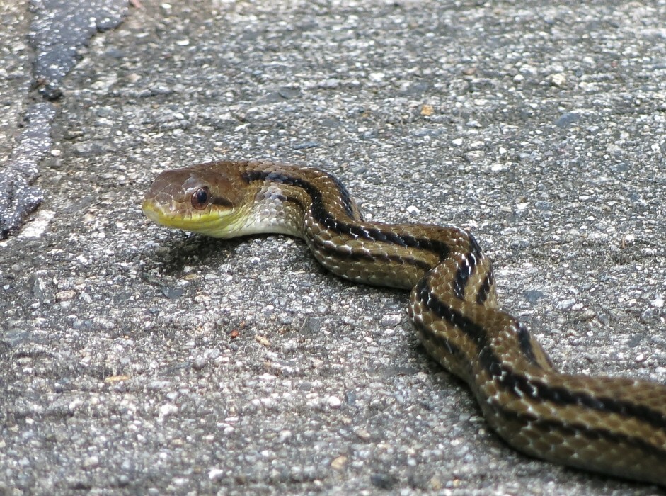 シマヘビ マムシ アオダイショウ 呉鳥人 くれとりびと シマヘビ マムシ アオダイショウ 呉鳥人 くれとりびと