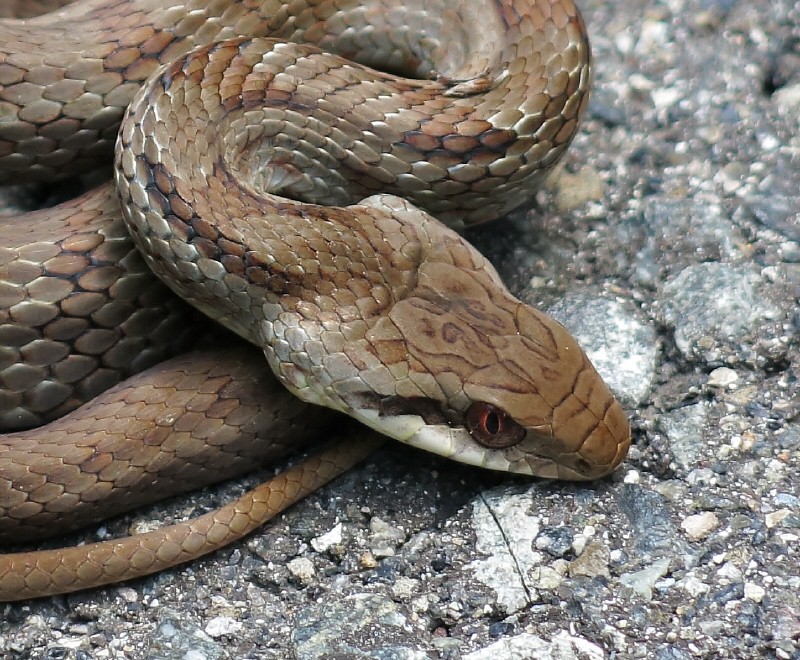 シマヘビ マムシ アオダイショウ 呉鳥人 くれとりびと シマヘビ マムシ アオダイショウ 呉鳥人 くれとりびと