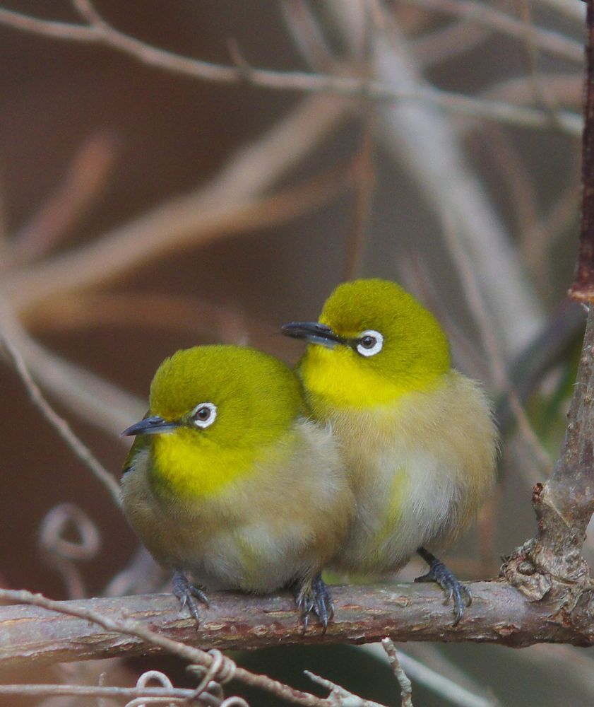 メジロの夫婦 呉鳥人 くれとりびと