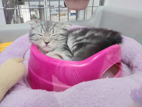 スコちゃんお皿にin