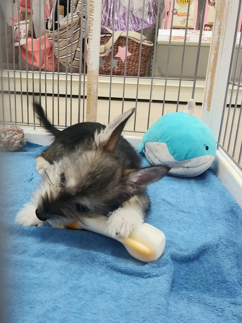 おもちゃで遊ぶシュッチ2