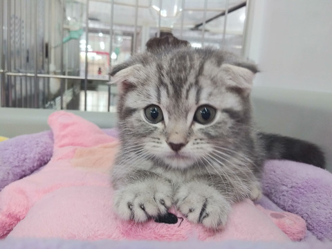 垂れ耳スコちゃん3