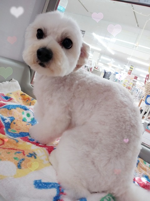 小倉サラ