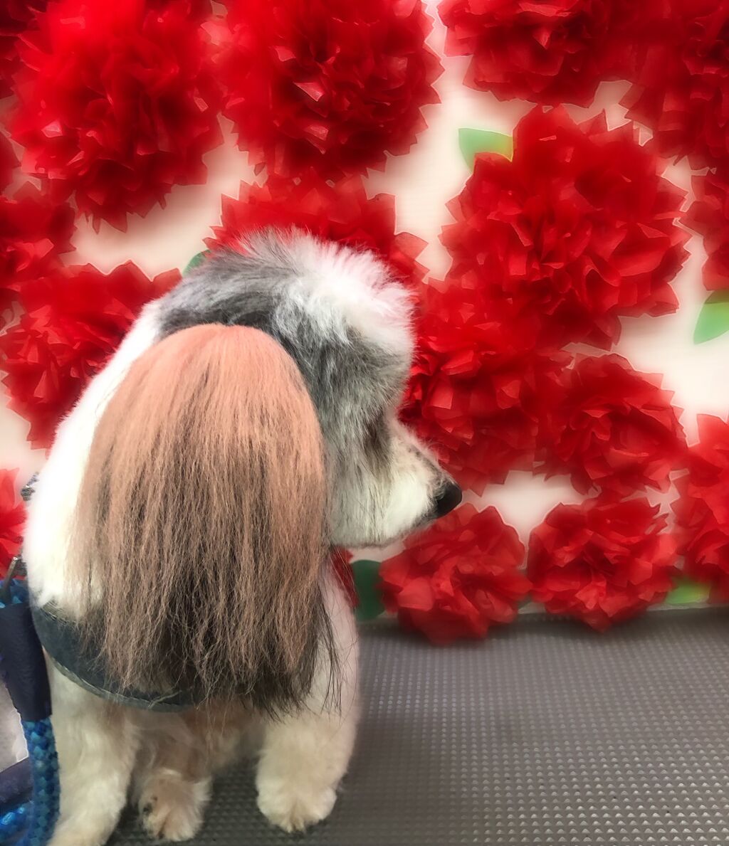 犬のエクステ始めました ペットフェイス クレヨンのblog