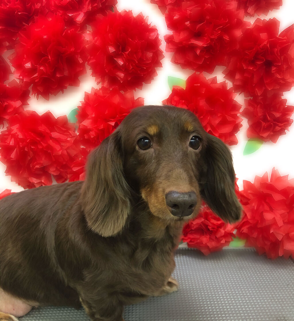 犬のエクステ始めました ペットフェイス クレヨンのblog