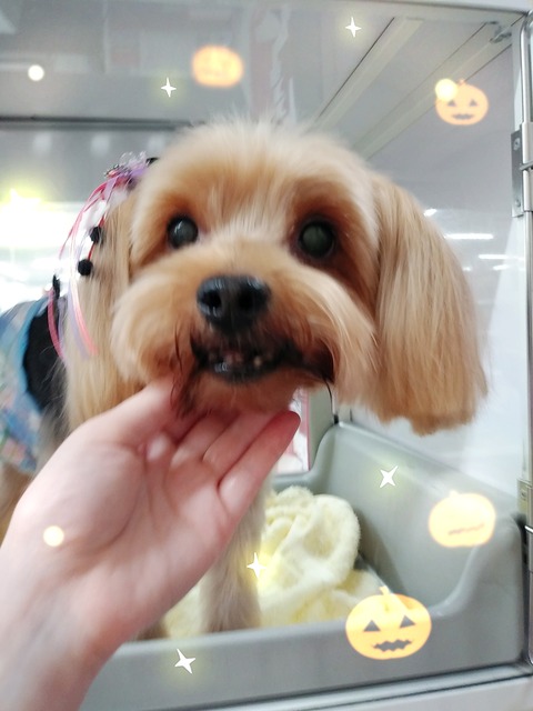 BeautyPlus_20180927103242998_save