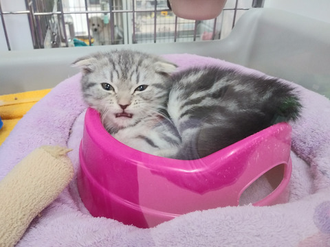 スコちゃんお皿にin2