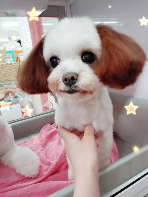 篠田はんぺん