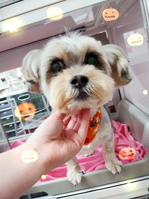 谷口チョビ