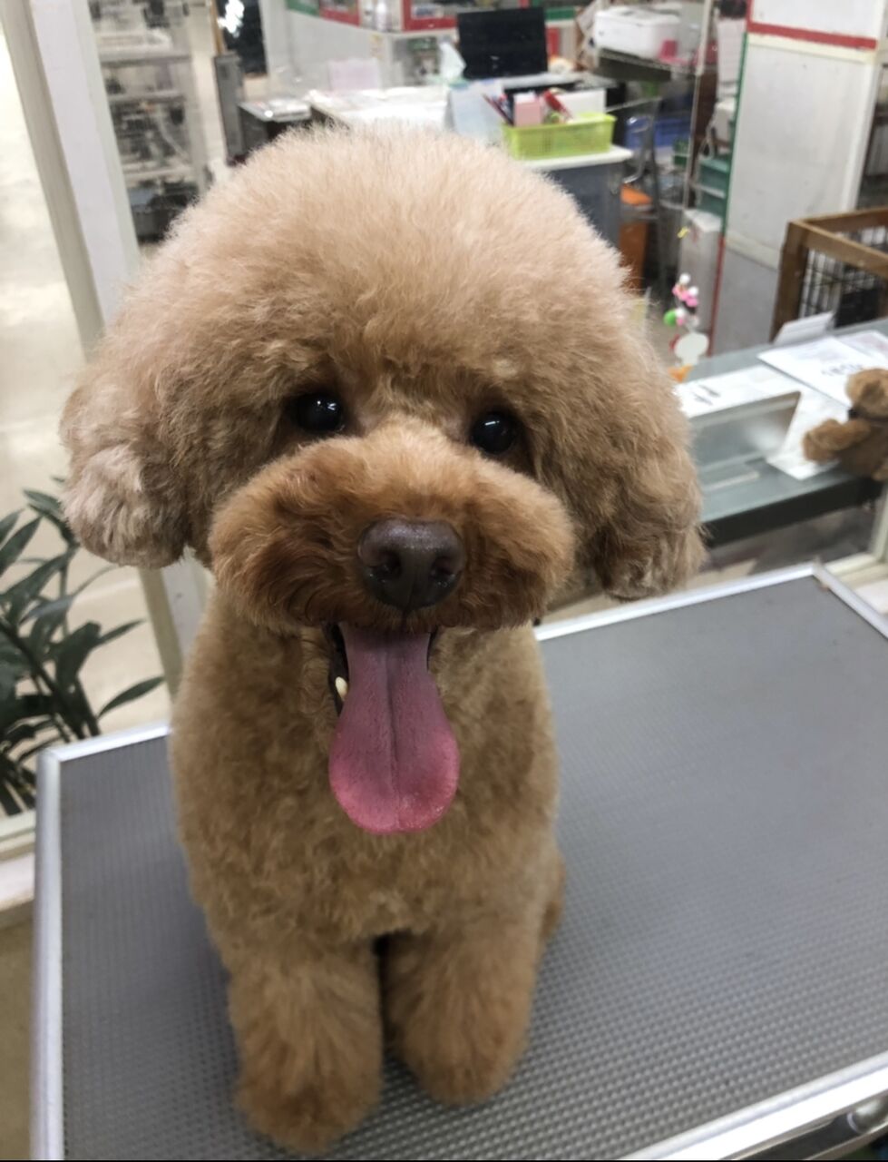 プードルヘアアレンジ紹介 ペットフェイス クレヨンのblog プードルヘアアレンジ紹介 ペットフェイス クレヨンのblog