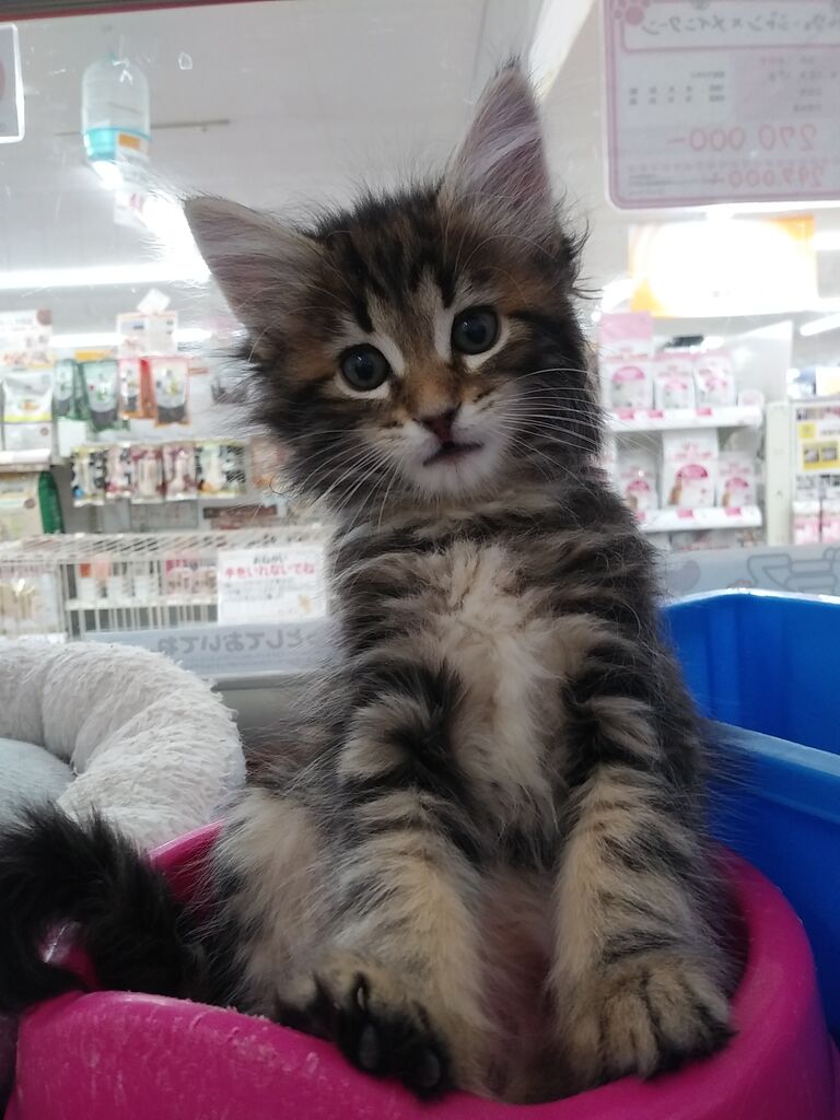 かわいい子いっぱい ペットフェイス クレヨンのblog