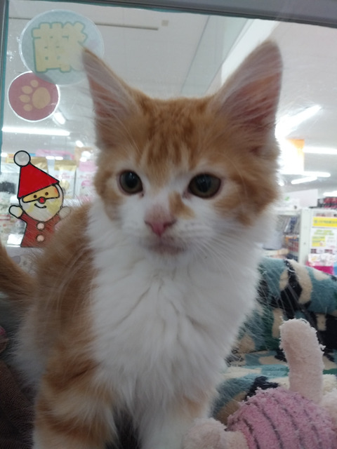 レッドメイ