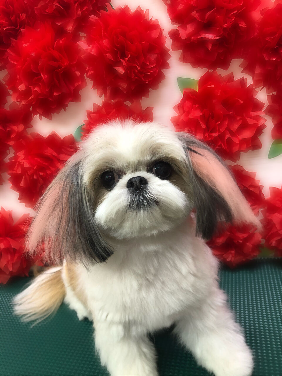 犬のエクステ始めました ペットフェイス クレヨンのblog