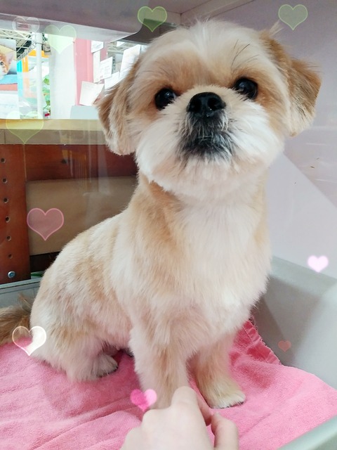 本間モフ