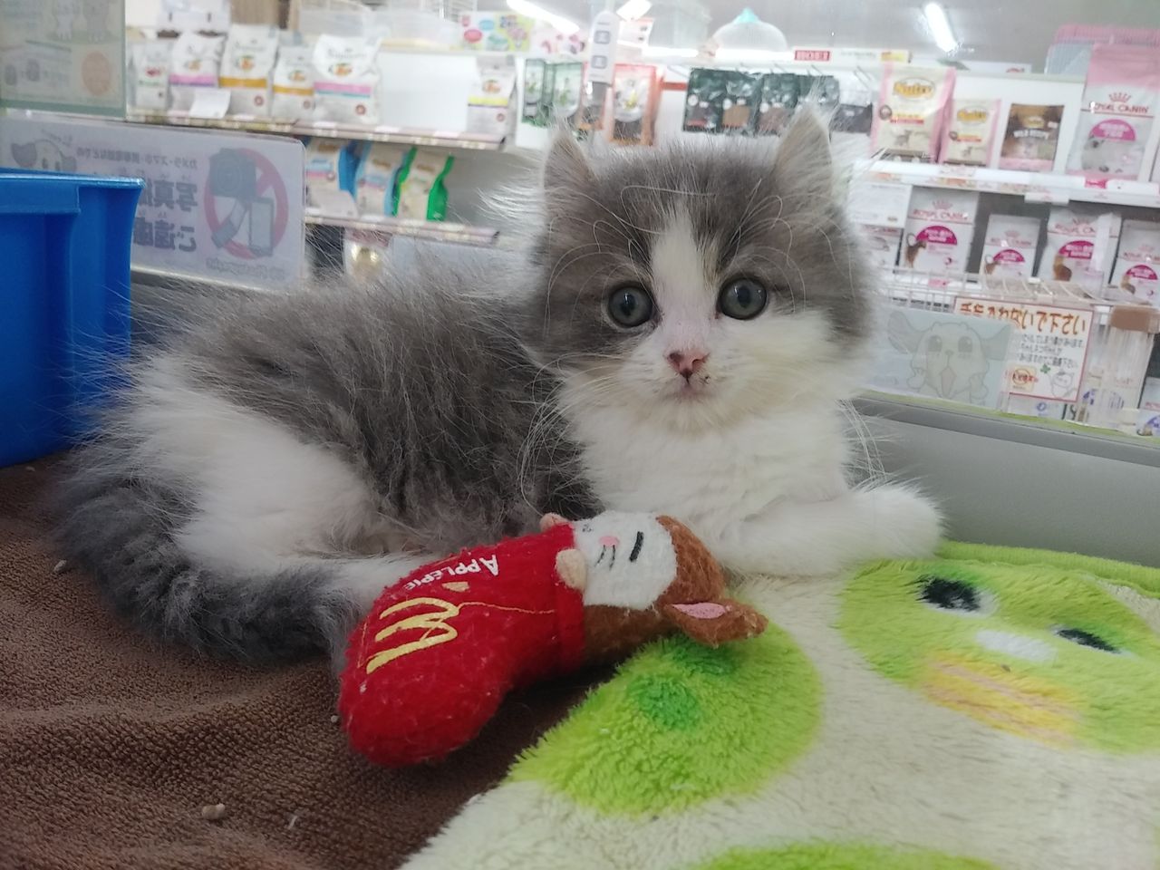 新入生のアメリカンカール君 ペットフェイス クレヨン