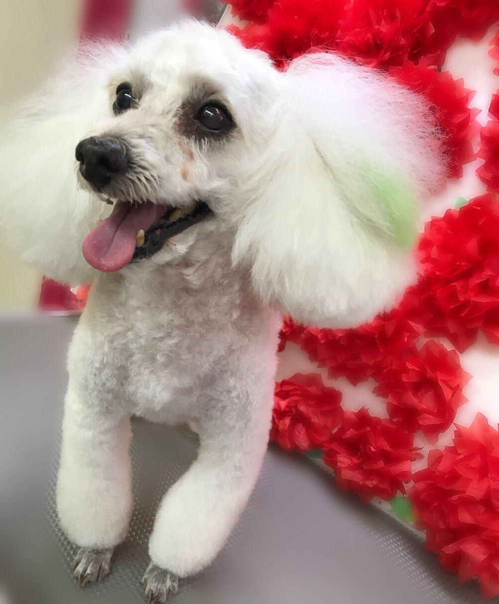 犬のエクステ始めました ペットフェイス クレヨンのblog 犬のエクステ始めました ペットフェイス クレヨンのblog