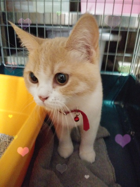 上田メル2
