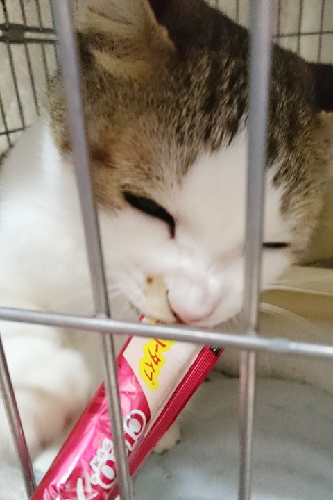 高原ココ