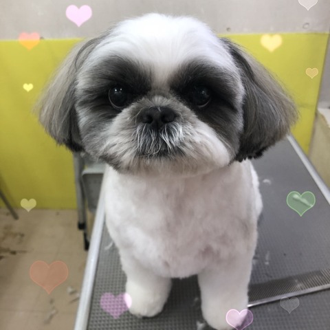 道免ちむか