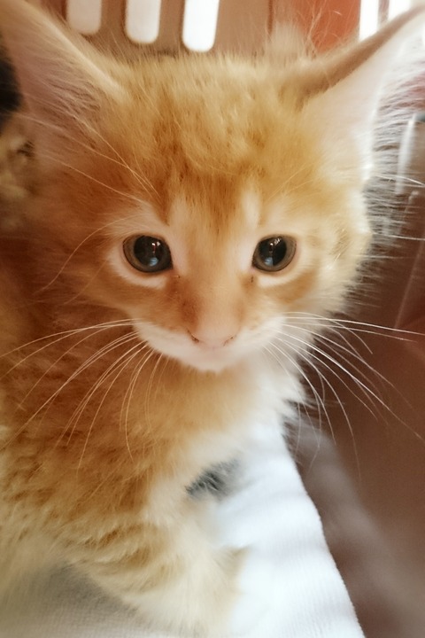 メイちゃん♂