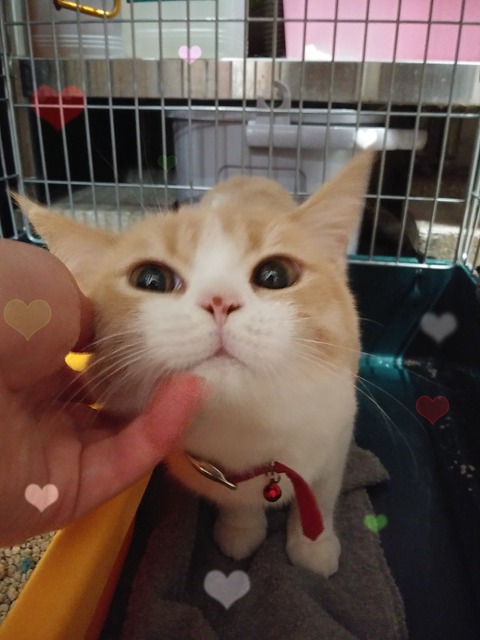 上田メル