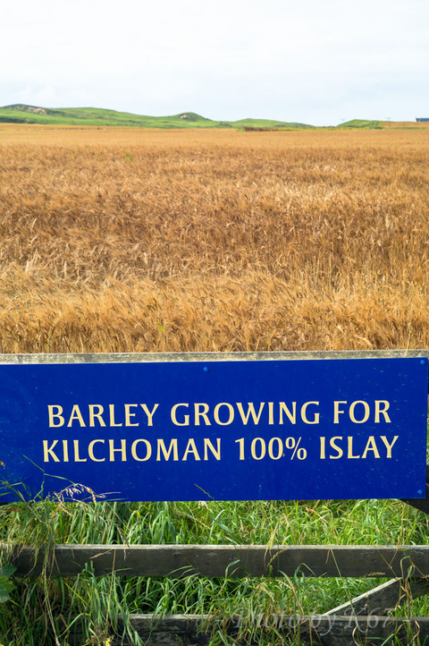 100islay_barley