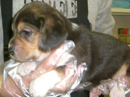 70以上 犬 生まれたて 歯 犬 生まれたて 歯 Jpsaepictj3yb