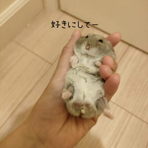 24222