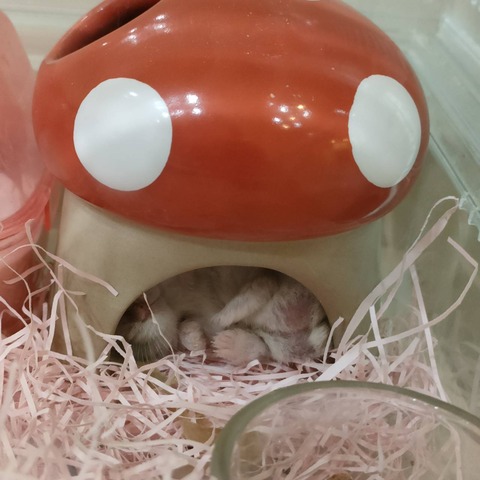 32339