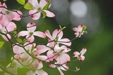 hanami