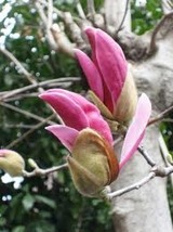 moku