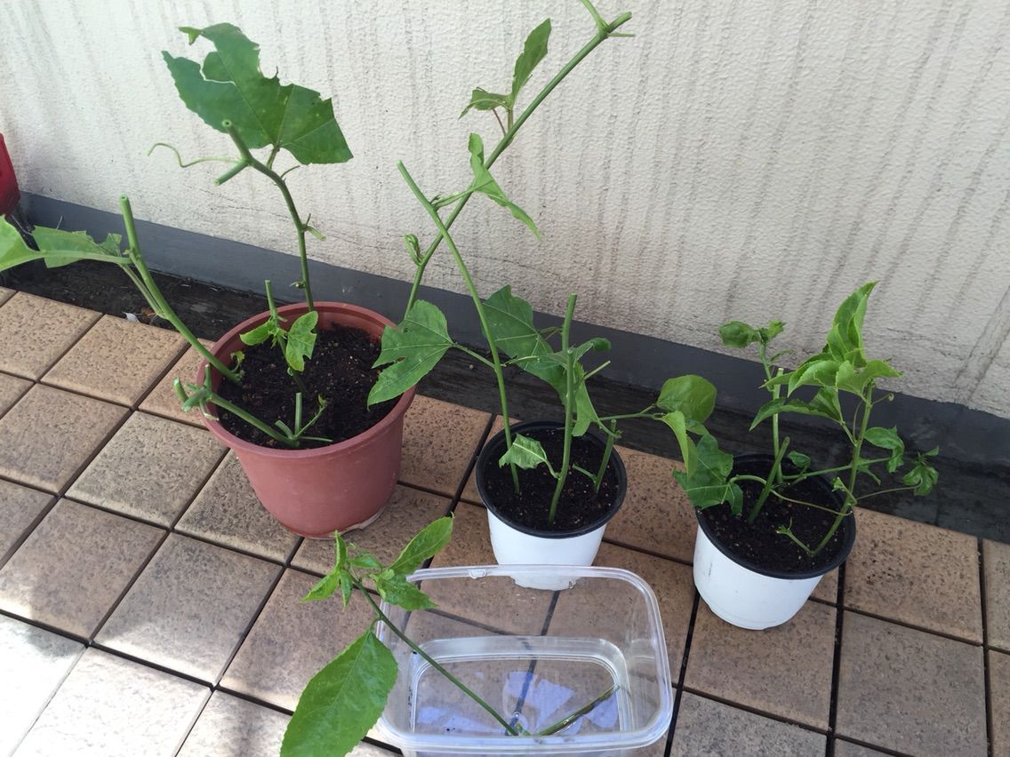 パッションフルーツ越冬準備 くりこのblog 徒然なるままにベランダ菜園 パッションフルーツ越冬準備 くりこのblog 徒然なるままにベランダ菜園
