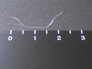 チリ白髪 Cliniqui チリ白髪 Cliniqui