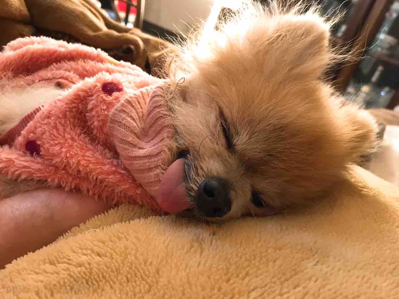 寝 てる 痙攣 犬 時