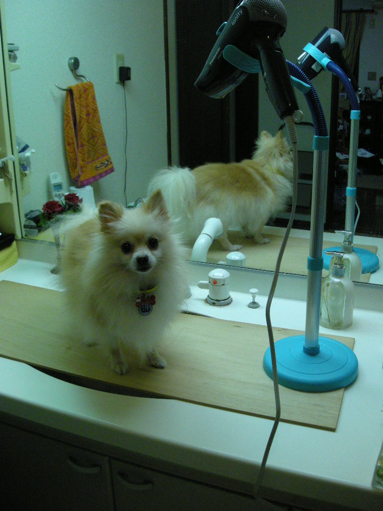 便利グッズ 一平くんのご飯 クリン 美ら ちゅら 琉那 るな 日記 保護犬ポメラニアンの成長記録 と預かりワンズの本当のお家探し