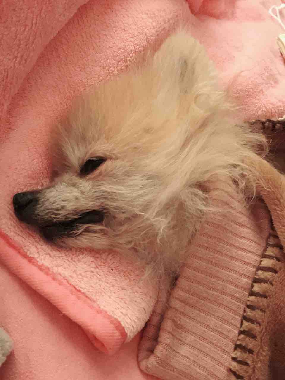 クリン 美ら ちゅら 琉那 るな 日記 保護犬ポメラニアンの成長記録 と預かりワンズの本当のお家探し Livedoor Blog ブログ クリン 美ら ちゅら 琉那 るな 日記 保護犬ポメラニアンの成長記録 と預かりワンズの本当のお家探し Livedoor Blog ブログ