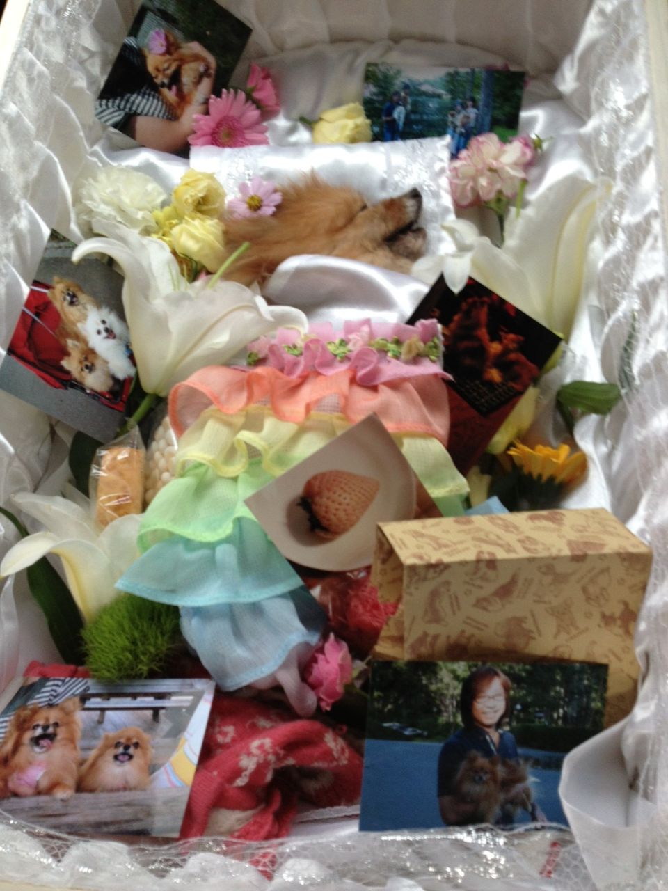 クリンを神様のもとに クリン 美ら ちゅら 琉那 るな 日記 保護犬ポメラニアンの成長記録 と預かりワンズの本当のお家探し