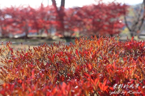 半田山の紅葉05