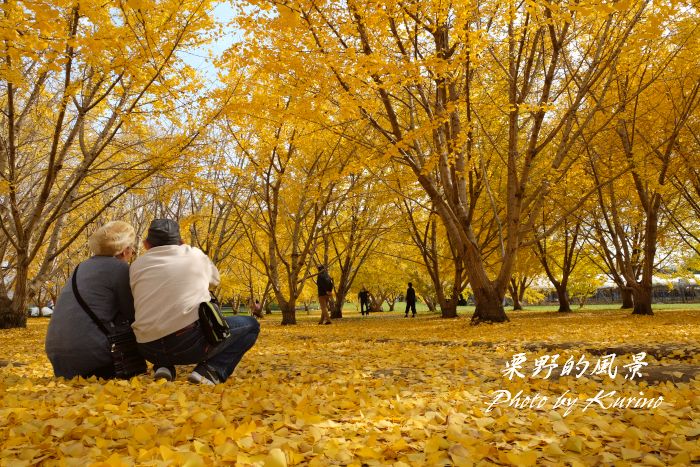 太原 たいばる のイチョウ 1 栗野的風景 太原 たいばる のイチョウ 1 栗野的風景